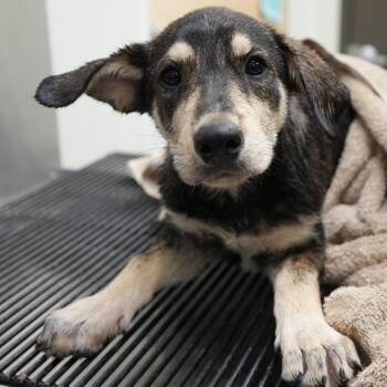 Jukebox -  Beagle and Mixed Breed Dog for Adoption in Allentown, Pennsylvania - Jukebox | PetCurious