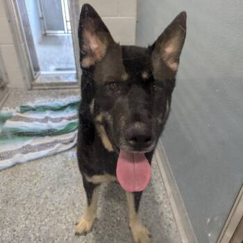 Tank -  German Shepherd Dog and Husky Dog Available for Adoption in Charlottesville, Virginia - Tank | PetCurious