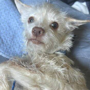 Rescue Schnauzer Dogs for Adoption in Pearland, Texas - Agatha | PetCurious