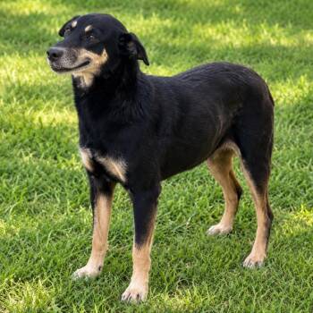 Crumpet *Arriving 9/26* D12472 -  Labrador Retriever and Shepherd Dog for Adoption - Crumpet *Arriving 9/26* D12472 | PetCurious