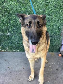 Rescue German Shepherd Dog and Mixed Breed Dogs for Adoption in El Paso, Texas - 59829778 | PetCurious