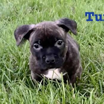 Turbo -  American Staffordshire Terrier and Mixed Breed Dog for Adoption in Olathe, Kansas - Turbo | PetCurious