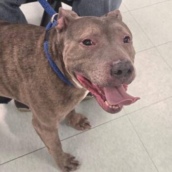 Pit Bull Terrier Dogs Available for Adoption in Philadelphia, Pennsylvania - Blue Lagoon | PetCurious