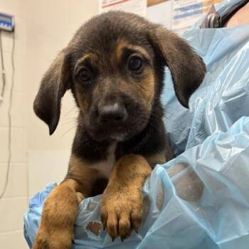 Football -  Shepherd and Mixed Breed Dog for Adoption in Kansas City, Missouri - Football | PetCurious