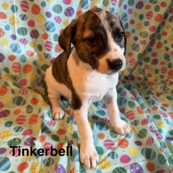 American Staffordshire Terrier and Mixed Breed Dogs Available for Adoption - Tinkerbell | PetCurious