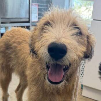 Nova -  Terrier Dog for Adoption in Kingman, Arizona - Nova | PetCurious