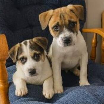 Mixed Breed Dogs Available for Adoption - Mary Jo | PetCurious