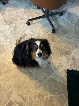Bow -  Australian Shepherd Dog for Adoption in Cedar Rapids, Iowa - Bow | PetCurious