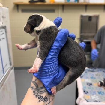 Mink -  Mixed Breed Dog for Adoption in Springboro, Ohio - Mink | PetCurious