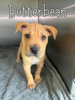 Shar Pei Dogs Available for Adoption - Butterbean | PetCurious