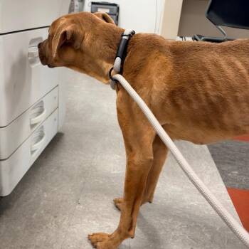Leo -  Pit Bull Terrier Dog for Adoption in Philadelphia, Pennsylvania - Leo | PetCurious