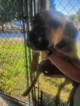 Elroy -  Mixed Breed Dog for Adoption in Lake City, Arkansas - Elroy | PetCurious