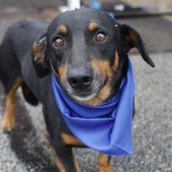 Dachshund Dogs Available for Adoption in San Antonio, Texas - LUCAS PHILL | PetCurious
