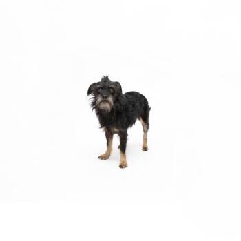 Dory -  Mixed Breed Dog for Adoption in Los Angeles, California - Dory | PetCurious