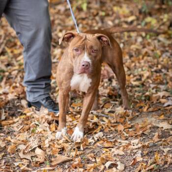 Rescue Pit Bull Terrier Dogs for Adoption in Memphis, Tennessee - DANICA-29297(MACKEY) | PetCurious