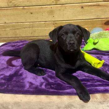 Lucky -  Mixed Breed Dog for Adoption in Wappingers Falls, New York - Lucky | PetCurious