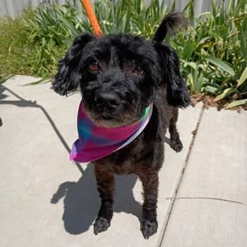 Poodle Dogs Available for Adoption in Maynardville, Tennessee - Pearl | PetCurious