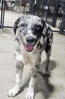 Connor -  Australian Shepherd Dog for Adoption in Manchester, Connecticut - Connor | PetCurious