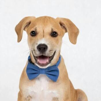 BURRITO (out of town) -  Labrador Retriever Dog for Adoption in New York, New York - BURRITO (out Of Town) | PetCurious
