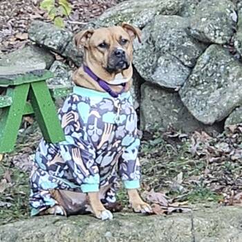 Rescue Boxer Dogs for Adoption in Bedford, New Hampshire - Naomi | PetCurious