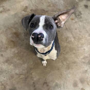 American Staffordshire Terrier and Mixed Breed Dogs Available for Adoption in San Antonio, Texas - Cheeky | PetCurious