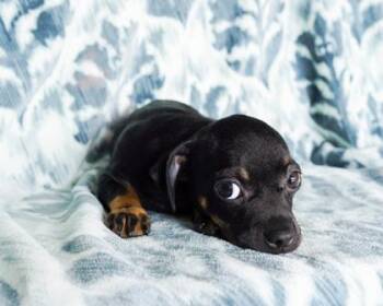 Guac -  Pug and Mixed Breed Dog for Adoption in San Antonio, Texas - Guac | PetCurious