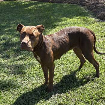 Chili -  Pit Bull Terrier Dog for Adoption in Valdosta, Georgia - Chili | PetCurious