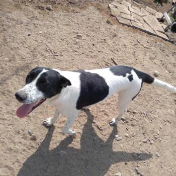 Billie -  Mixed Breed Dog for Adoption in Spokane, Washington - Billie | PetCurious