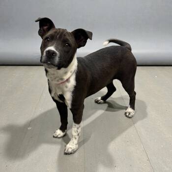 Terrier Dogs Available for Adoption - Noelle | PetCurious