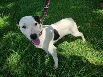 Dottie -  Terrier Dog for Adoption in Hilham, Tennessee - Dottie | PetCurious