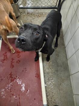 Nuke -  Pit Bull Terrier Dog for Adoption in Rock Springs, Wyoming - Nuke | PetCurious