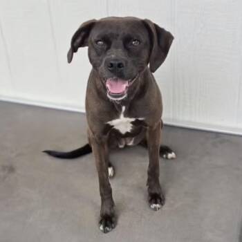 Zuzu -  Mixed Breed Dog for Adoption in Hinesville, Georgia - Zuzu | PetCurious