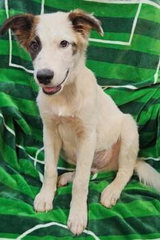 Ziggy -  Mixed Breed Dog for Adoption in West Chester, Pennsylvania - Ziggy | PetCurious