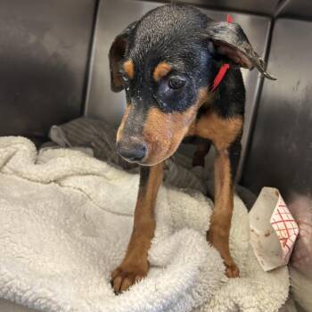 IVHS-Stray-144133 -  Shepherd Dog for Adoption in San Gabriel, California - IVHS-Stray-144133 | PetCurious