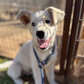 Carolina Dog and Husky Dogs Available for Adoption - Elise | PetCurious