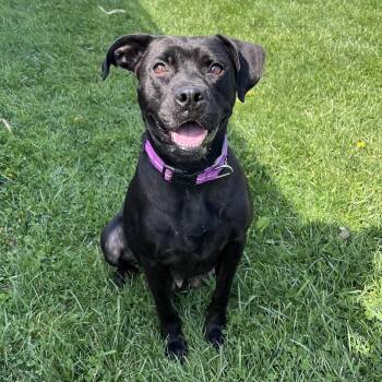 Labrador Retriever and Boxer Dogs Available for Adoption in West Jefferson, Ohio - More Than Octomom | PetCurious