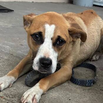 Spinach -  Mixed Breed Dog for Adoption in Philadelphia, Pennsylvania - Spinach | PetCurious