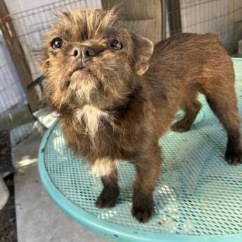 Blossom -  French Bulldog Dog for Adoption in Sequim, Washington - Blossom | PetCurious