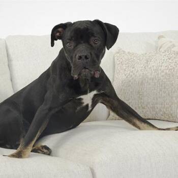 Mixed Breed Dogs Available for Adoption in Chamblee, Georgia - Adonis - IN FOSTER | PetCurious