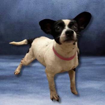 Cookie -  Terrier Dog for Adoption in Austell, Georgia - Cookie | PetCurious