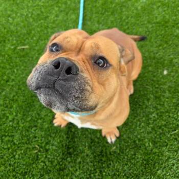 Fresh Pawrince of Bel-Air -  Mixed Breed Dog for Adoption in Binghamton, New York - Fresh Pawrince Of Bel-Air | PetCurious