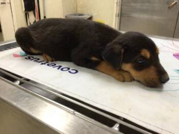 German Shepherd Dog Dogs Available for Adoption - SUKI | PetCurious