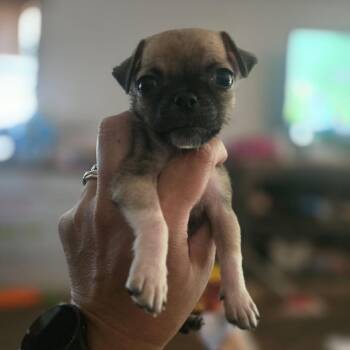 Trumpet -  Pug and Mixed Breed Dog for Adoption in Portland, Oregon - Trumpet | PetCurious