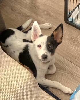 Essie -  Terrier and Rat Terrier Dog for Adoption in Tracy, California - Essie | PetCurious