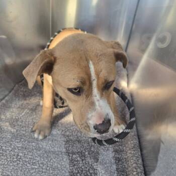 Dee Dee -  Pit Bull Terrier Dog for Adoption in Bristol, Indiana - Dee Dee | PetCurious