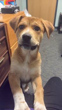 Great Pyrenees and Rottweiler Dogs Available for Adoption - Daisy | PetCurious