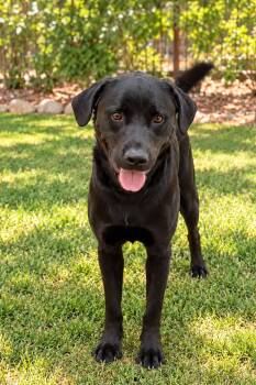Mikey -  Labrador Retriever Dog for Adoption in Albuquerque, New Mexico - Mikey | PetCurious