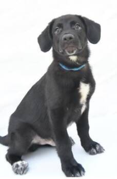 Basil -  Labrador Retriever and Mixed Breed Dog for Adoption in Kansas City, Missouri - Basil | PetCurious