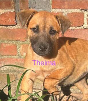 Rescue Hound Dogs for Adoption in Eutawville, South Carolina - Thelma | PetCurious