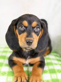 Beagle and Labrador Retriever Dogs Available for Adoption in Savage, Minnesota - Spring Litter - Sprout | PetCurious